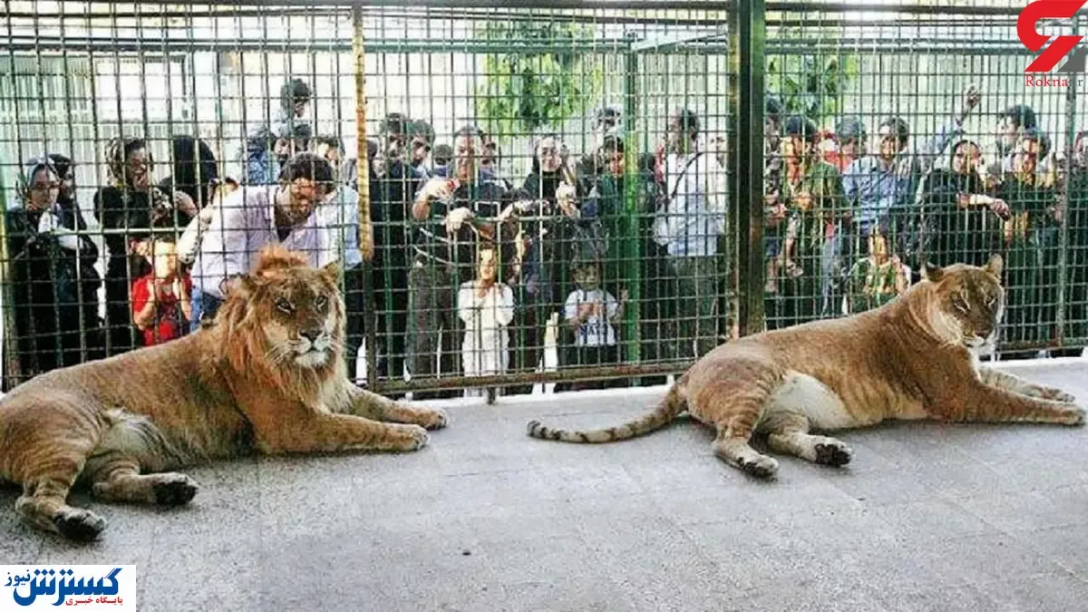 مرگ وحشتناک نگهبان باغ وحش با حمله شیر