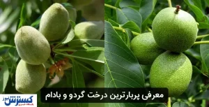 با پربارترین نهال گردو و نهال بادام در ایران آشنا شوید!