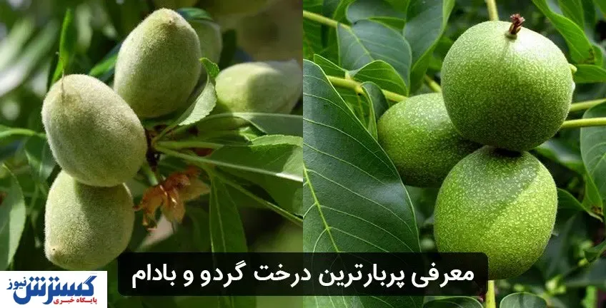 با پربارترین نهال گردو و نهال بادام در ایران آشنا شوید!