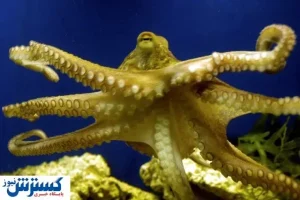 جد هشت‌پاها به نام بایدن نامگذاری شد