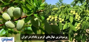 فروش پرسودترین نهال‌های گردو و بادام در ایران