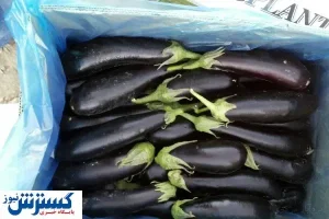 بادمجان در اول صف گرانی صیفی جات