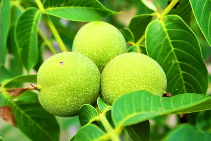 درخت-گردو