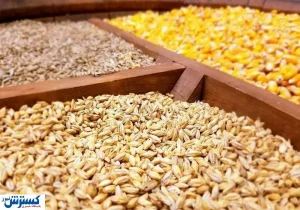 نهاده با تاخیر به دست مرغدار می رسد