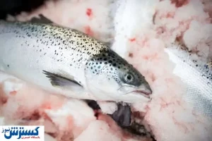 قیمت انواع ماهی در بازار