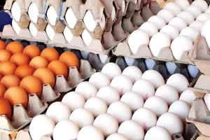 قیمت جدید تخم مرغ در بازار