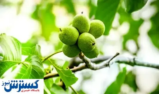 راهنمای خرید انواع نهال گردو پربار در بهار ۱۴۰۱