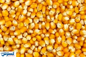 سرنوشت ذرت های در گمرک مانده چه شد؟