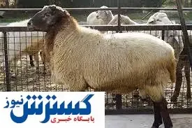 آزادسازی صادرات دام از امروز