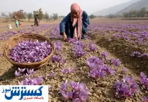 سقوط صادرات این محصول با ارزش ایرانی / معاش کویرنشینان سخت تر شد‍!