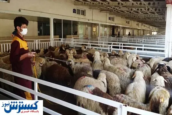 صادرات ۵۰ هزار راس دام سبک طی۲ماه
