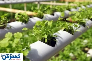 توهم شیرین ما می‌توانیم