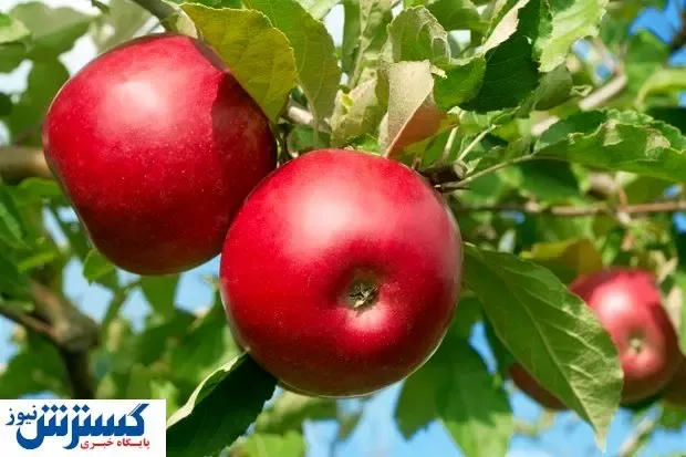 هندی‌ها خواهان سیب ایران شدند
