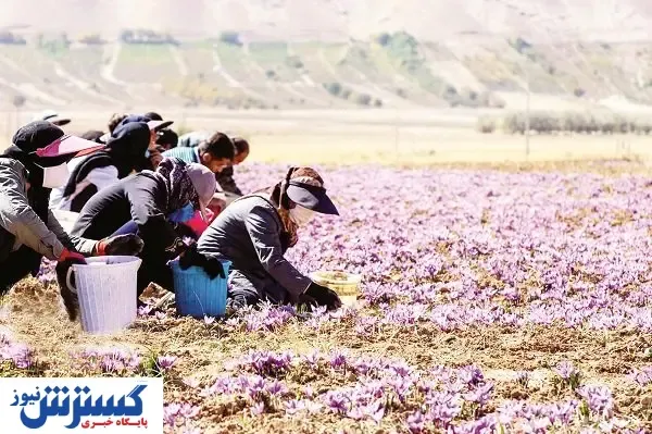 چوب حراج به طلای سرخ