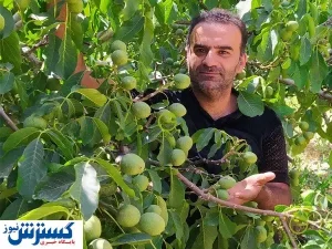 نهال گردوی نهالستان گلد نهال با ۳۰۰ کیلو باردهی رکورد شکنی کرد!