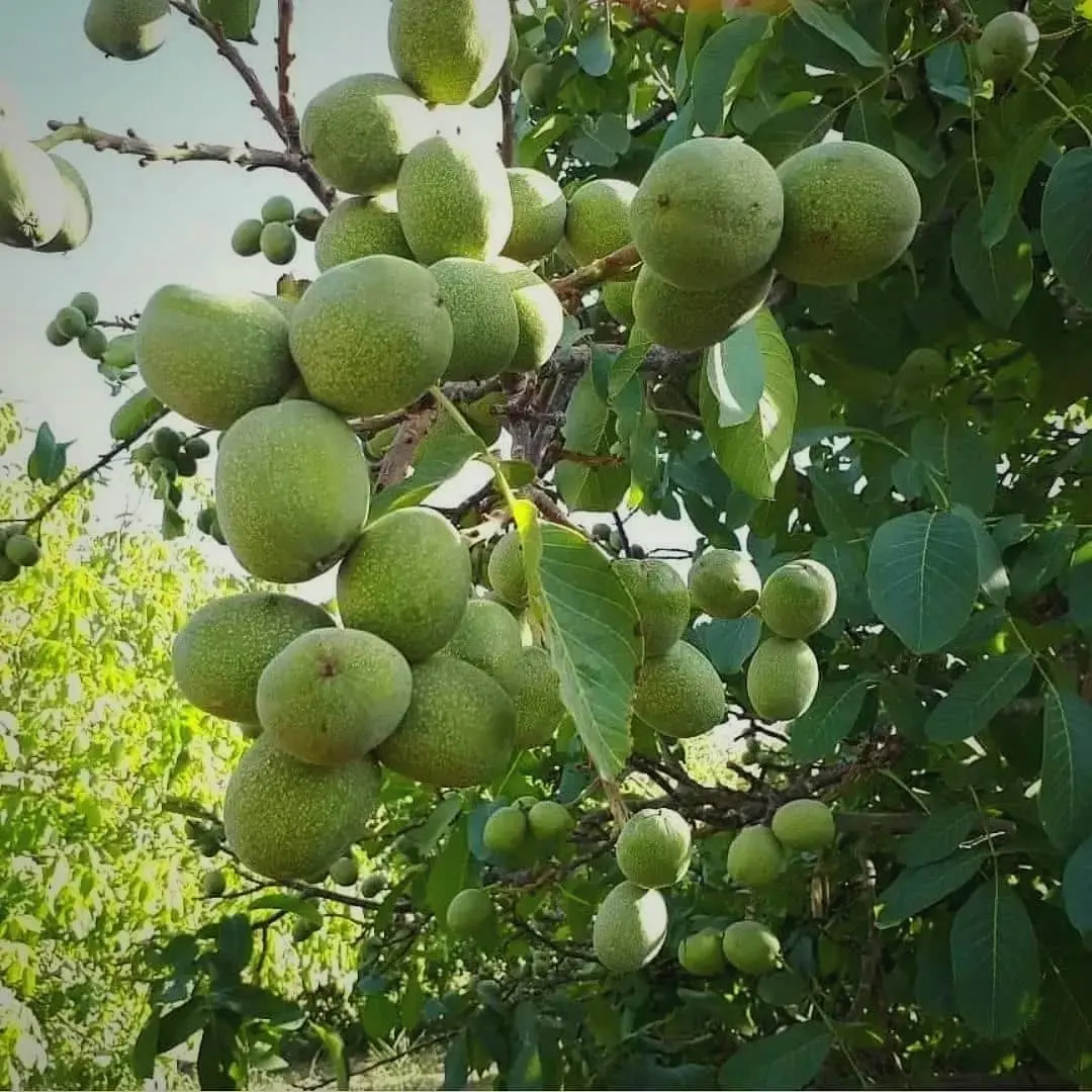 نسل-جدید-نهال-گردو-3