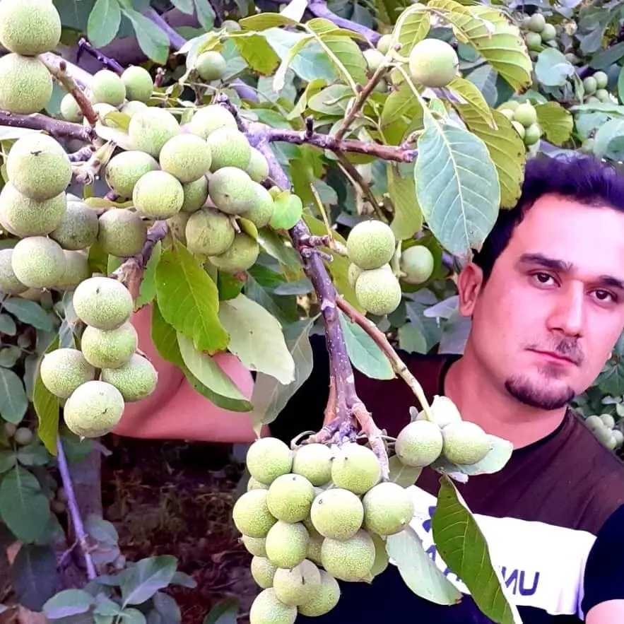 نسل-جدید-نهال-گردو-۱