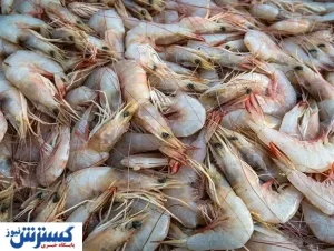گرانی سرسام‌آور قیمت ماهیان جنوب
