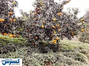 نگرانی باغداران از نابسامانی بازار مرکبات