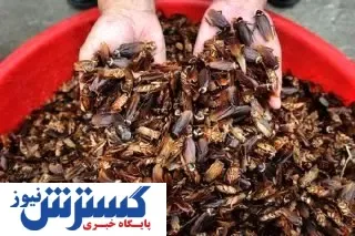 سوسک هم قیمتی شد / ۲۰ هزار عدد ۵ میلیون تومان!