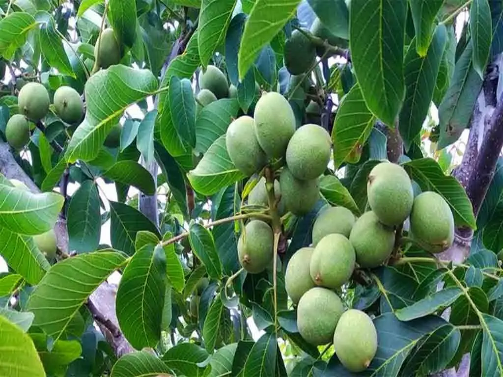 کاشت-نهال-گردو-2