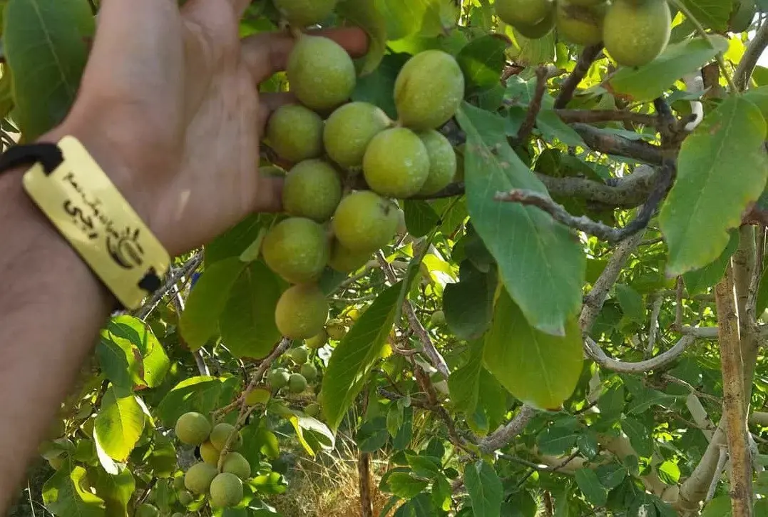 کاشت-نهال-گردو-3