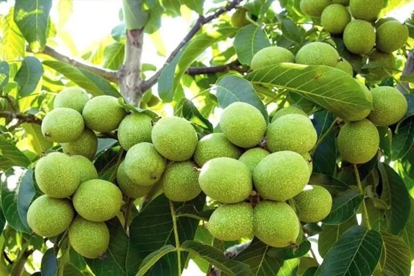 کاشت-نهال-گردو-۱