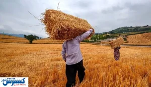 گندمکاران در بلاتکلیفی تعیین قیمت