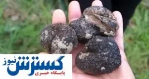 قاچاقچی قارچ کمیاب نقره داغ شد