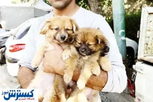 تیغ تورم بر گردن حیوان خانگی