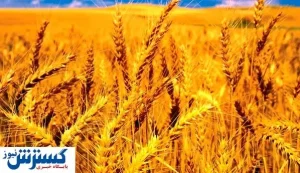 اوضاع بغرنج قیمت‌گذاری گندم