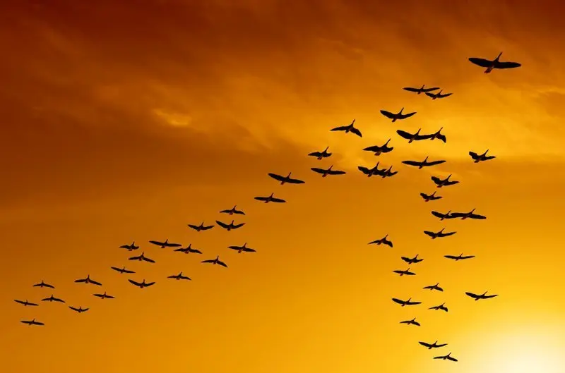 مهاجر-پرنده۲