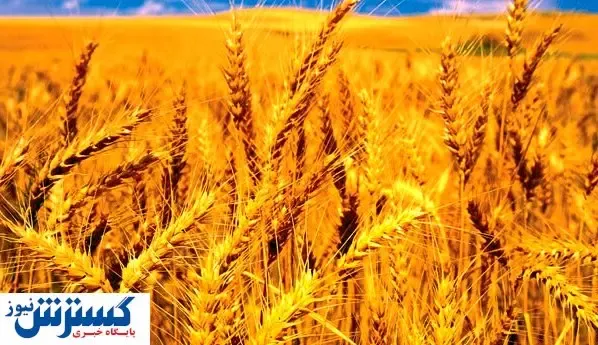 ثبت آمار جدید از خرید تضمینی گندم