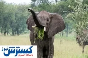 این فیل‌ها مثل انسان غذا می‌خورند