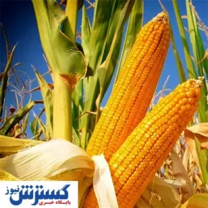 بلال بخور و دندانهای سالم داشته باش