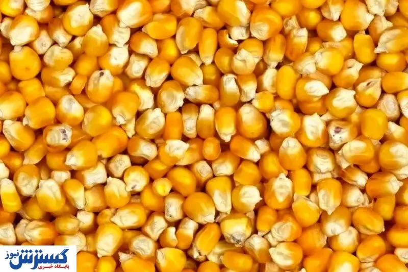 اطلاعیه رییس سازمان دامپزشکی در  تکذیب خبر ذرت های آلوده