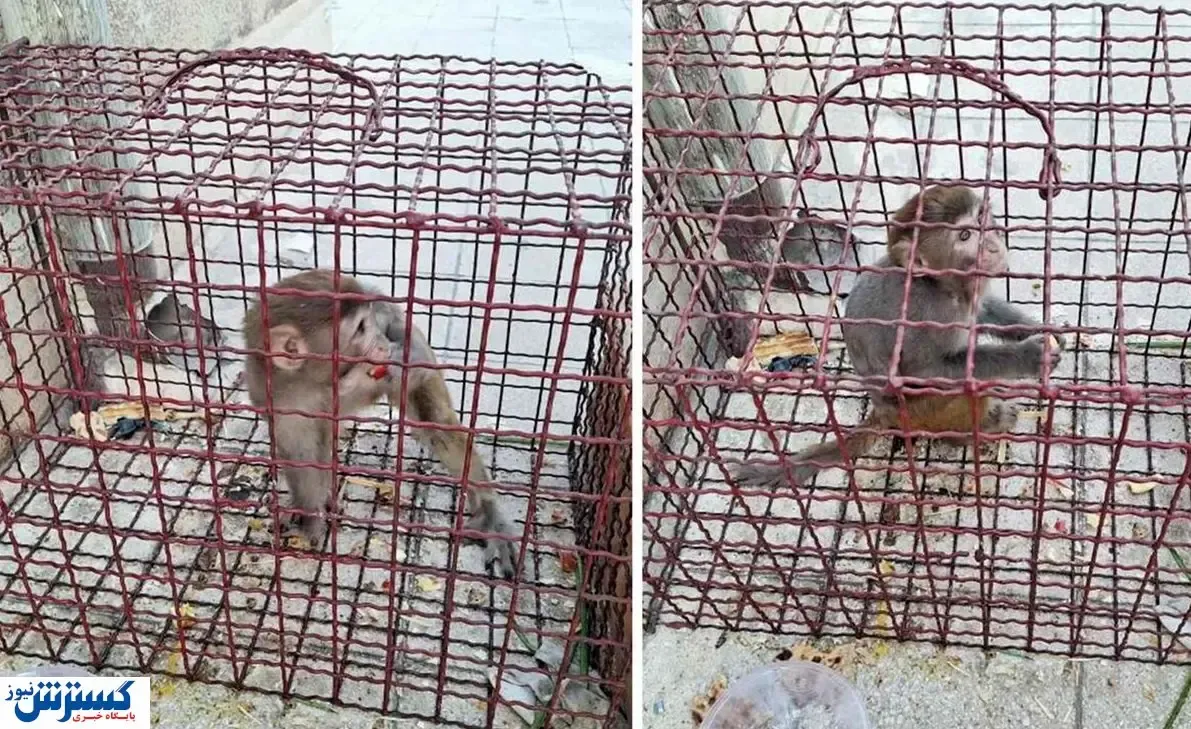 گشت و گذار میمون در ملارد!