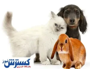 انتقال هاری با این حیوانات ملوس
