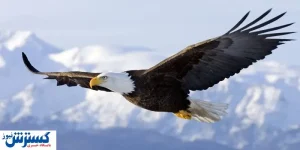 عکس بزرگترین عقاب تاریخ منتشر شد