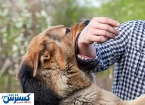 دلسوزی برای این حیوانات برابر است با مرگ انسان‌ها