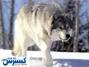 نجات حیوانی که انسان می‌خورد