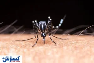 شناسایی پشه خطرناک در کشور / کنترل و پاکسازی در حال اقدام است