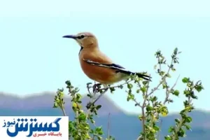 جشنواره پاییزی برای دیدن تنها پرنده بومی ایران/روستای پلکانی میزبان دوازدهمین جشنواره گردشگری