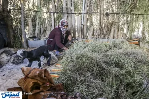 صرفه‌جویی  ۷۵ میلیون دلاری ارز به دنبال افزایش تولید گوشت قرمز