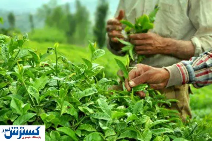 پرداخت ۸۰ میلیارد تومان از مطالبات چای کاران گیلان/ دولت ۹۲ درصد خود را داد