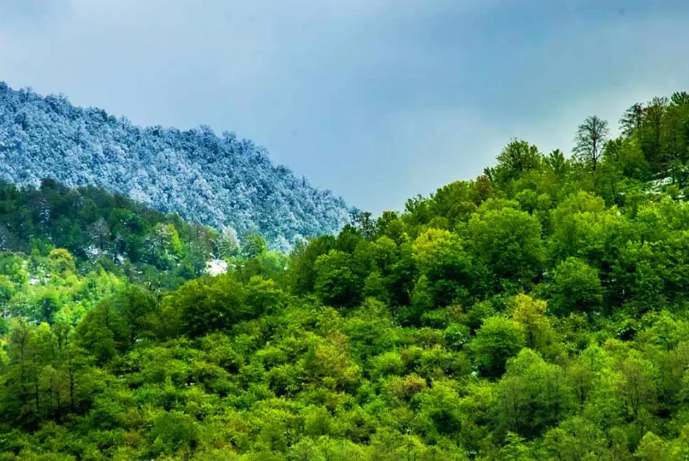 جنگل-های-طبیعی