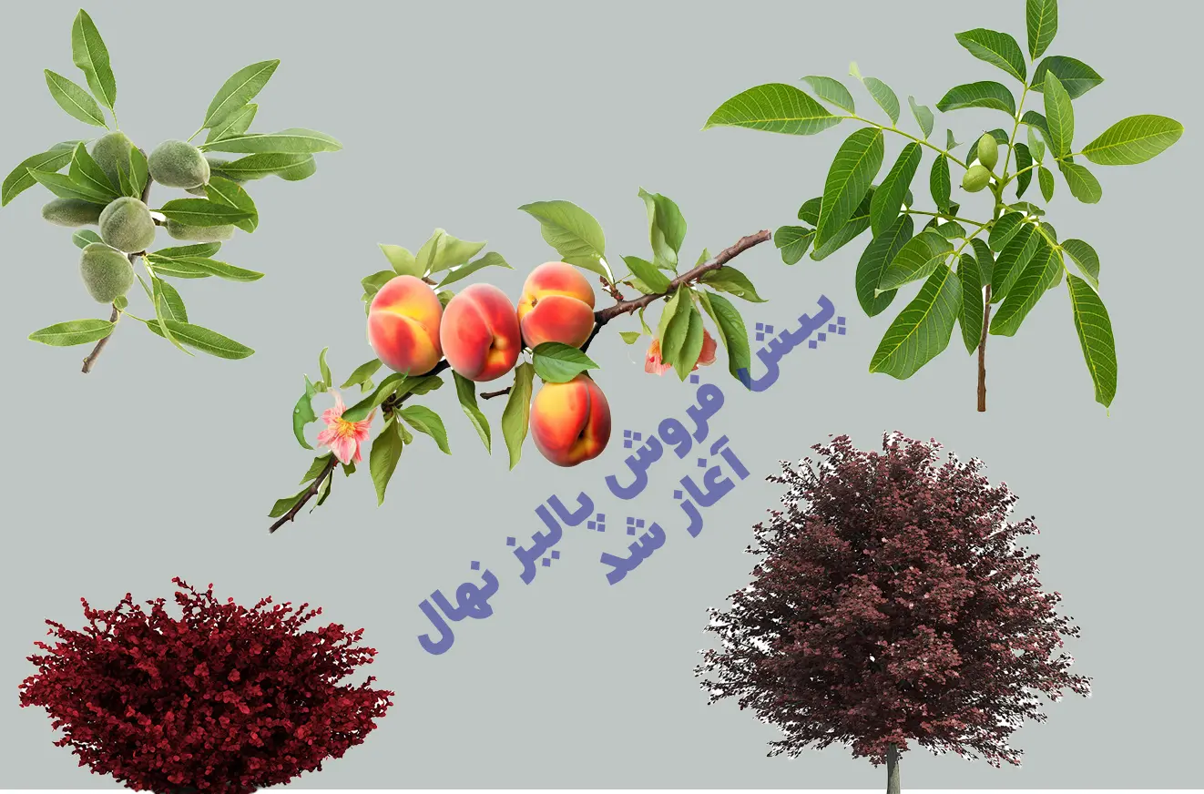 فروش-نهال