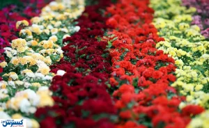 بازار گل و گیاه کساد شد / چه کسی مقصر است؟
