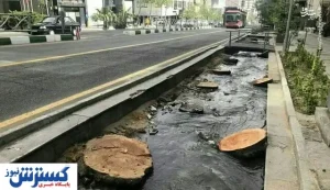 جریمه سنگین قطع درختان / جزای نقدی چقدر است؟