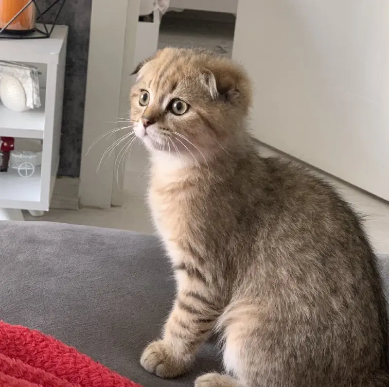 pet